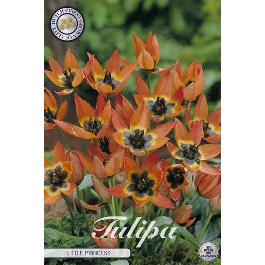 Tulipan Little Princess 10-pakning